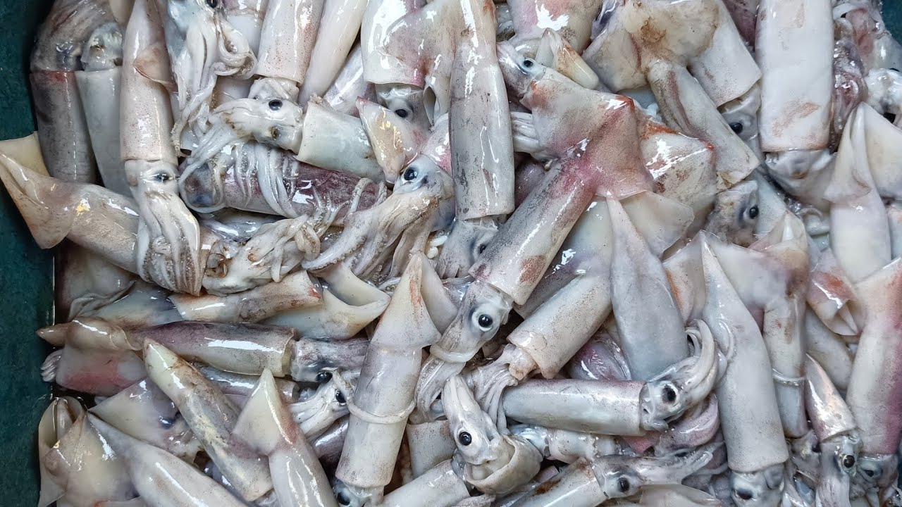 296 kilos ang ating na ipong pusit #ytchannel #katropadante 