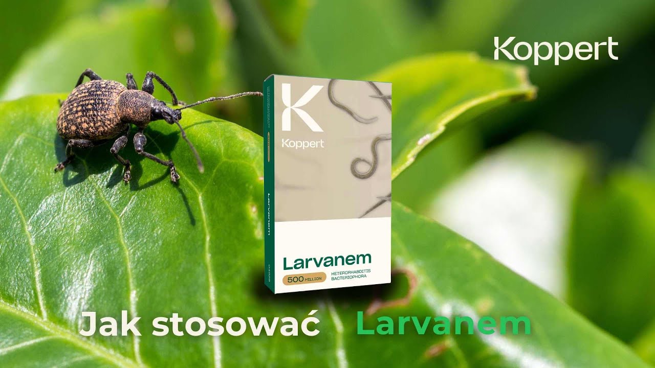 Jak stosować Larvanem | Koppert Polska