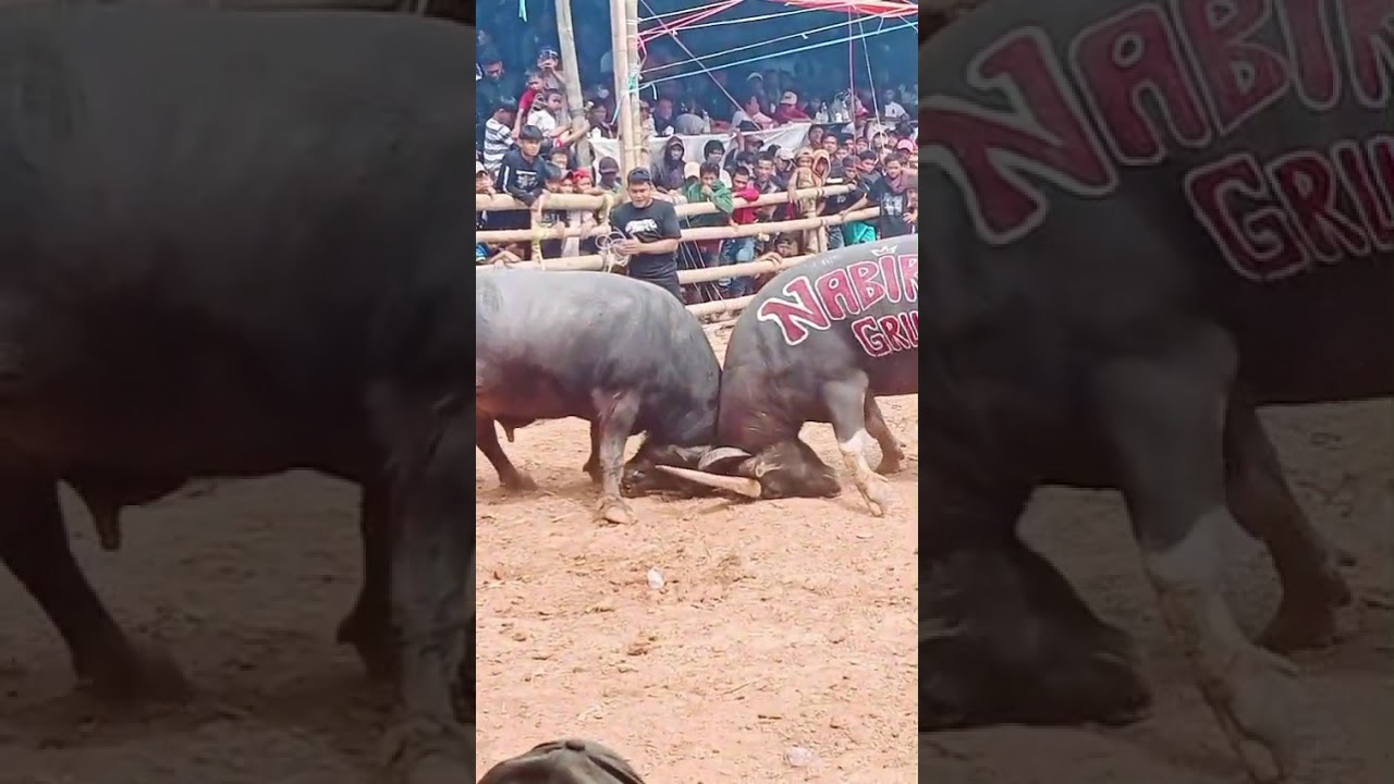 Tedong Silaga adalah salah satu hiburan saat acara adat Rambu Solo masyarakat Toraja. 
