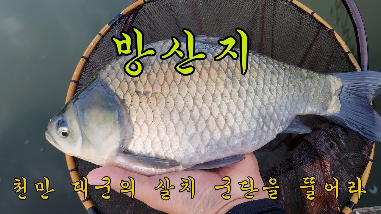 예산 방산지 살치와의 한판