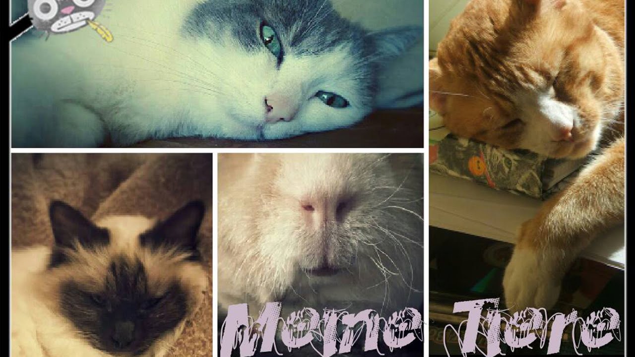LEBs Meine Tiere [Meerschweinchen/Katzen]