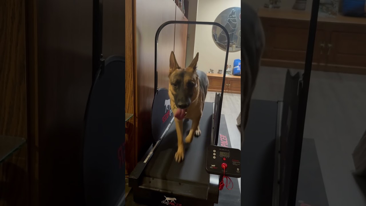 Running on the Dogpacer 4.0 #dogtreadmill #dogpacer