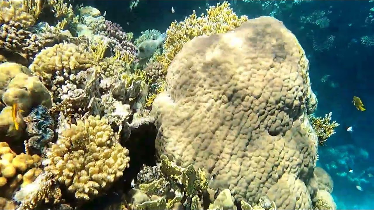 Эль Фанар|СНОРКЛИНГ.  Коралловый риф|El Fanar Sharm-El-Sheikh