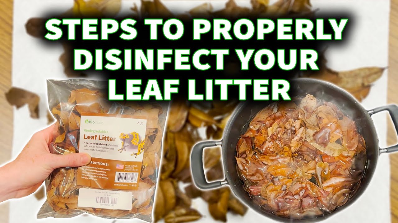 The Proper Steps We Recommend To Disinfect Your Leaf Litter