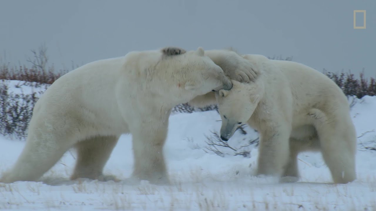 Wild Life con Bertie Gregory, Ep. 2: l&rsquo;incredibile scontro tra due orsi polari