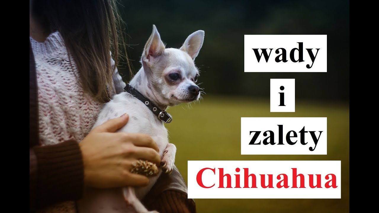 CHIHUAHUA - wady i zalety