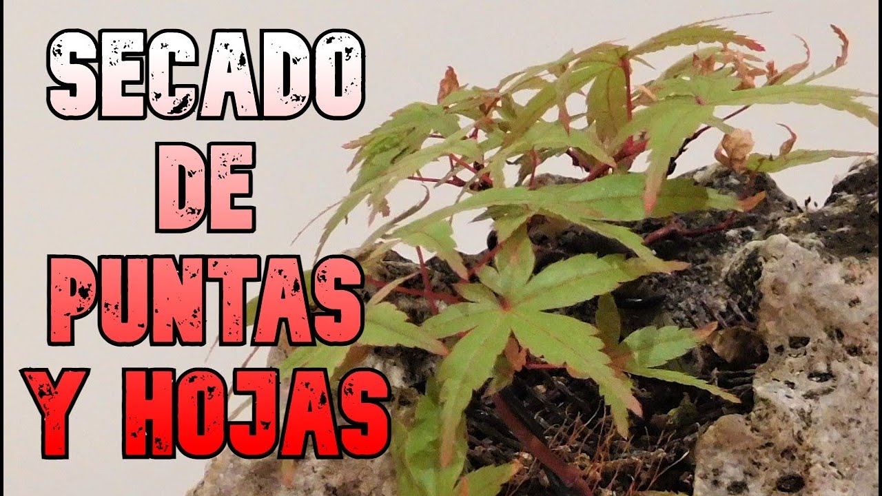 Acer palmatum bonsái - Hojas que se secan