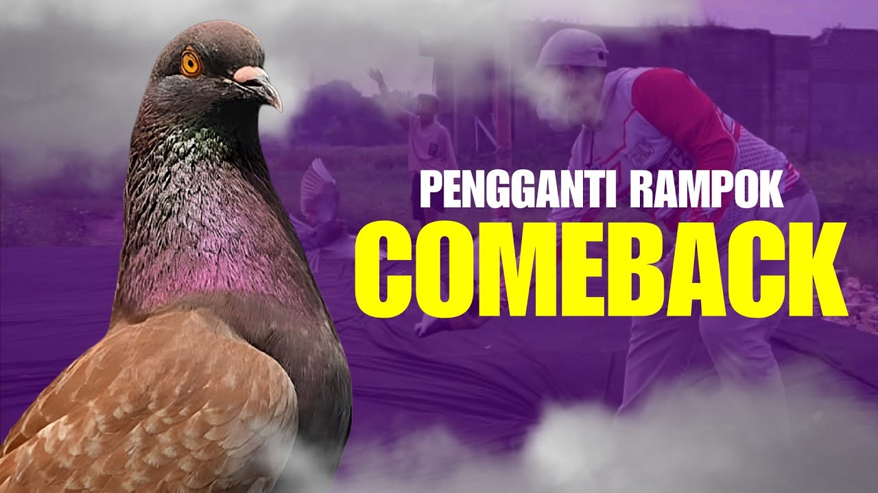 PENGGANTI MERPATI RAMPOK AKHIRNYA COMEBACK