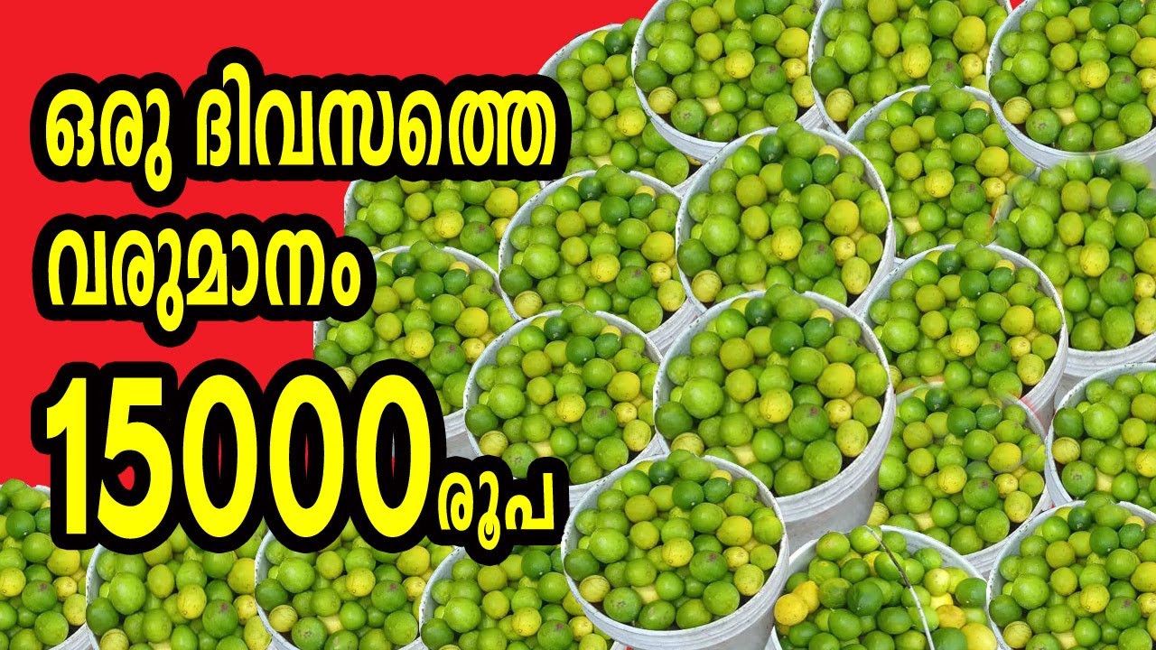 ഒരു ദിവസം 15000 രൂപ വരുമാനം നല്‍കുന്ന കൃഷി ... ഇതുപോലൊരു തോട്ടം കേരളത്തില്‍ വേറെ കാണില്ല #lemon