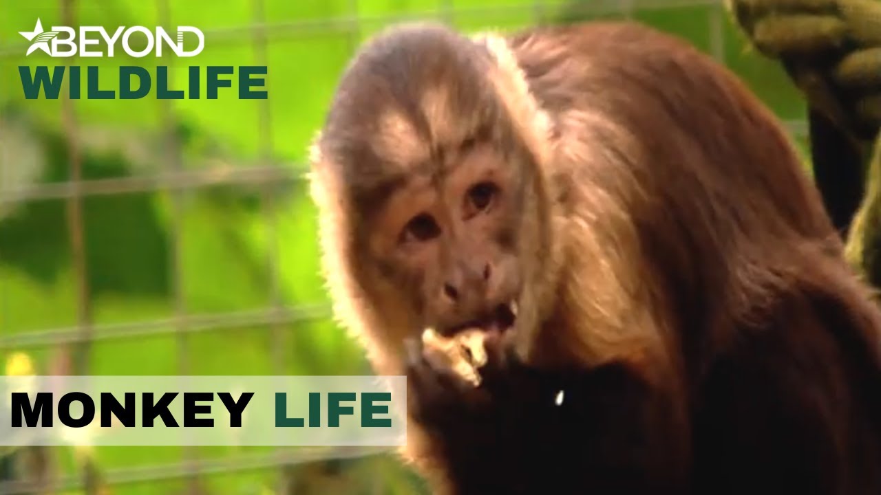 S1E09 | Finally Fitting In With The Other Monkey's | Monkey Life | Beyond Wildlife