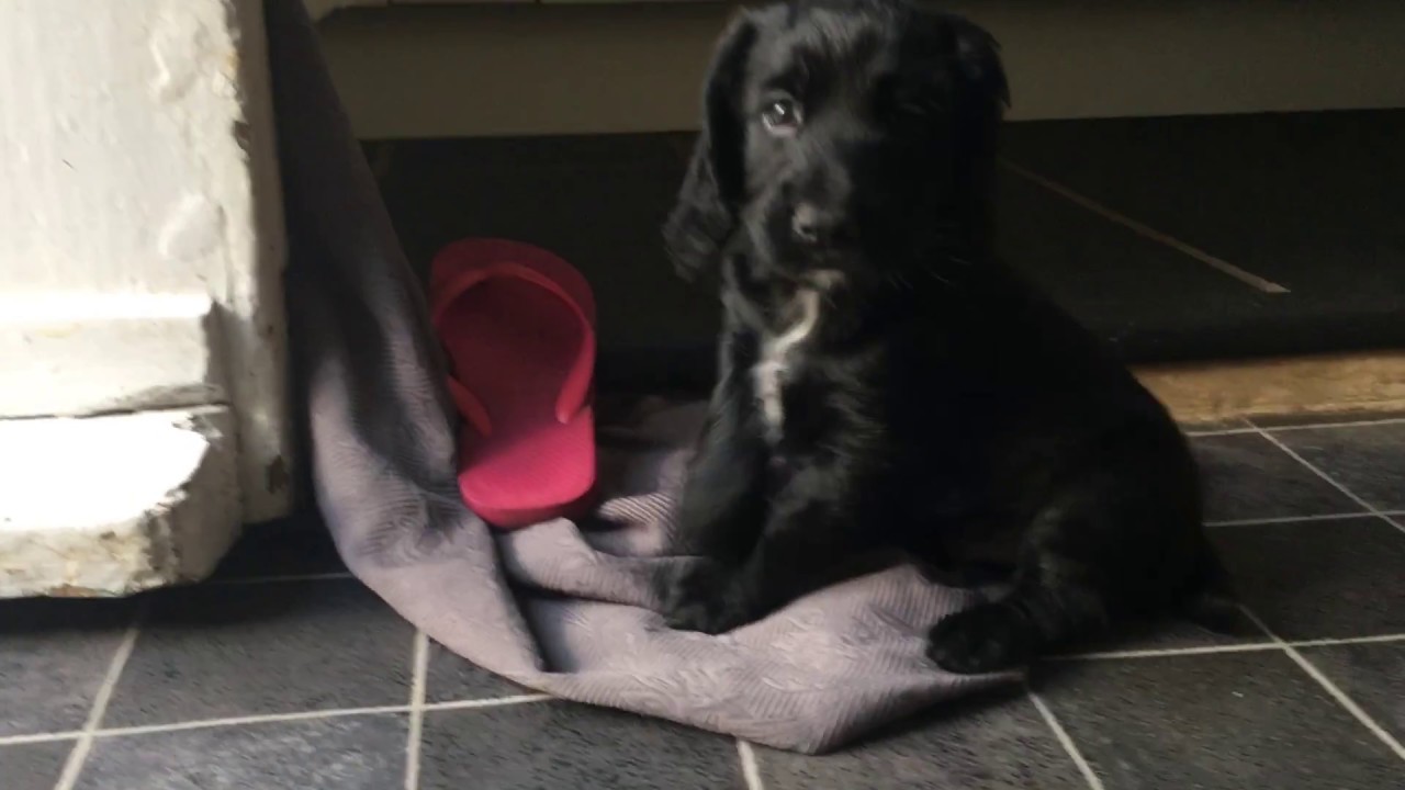 Working Cocker Spaniel Puppies - Relaxing Video