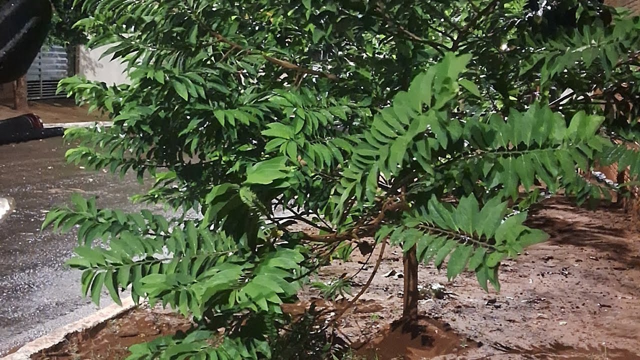 Visitando nossos amigos +receitinha de pão de queijo e bolo  🎂 