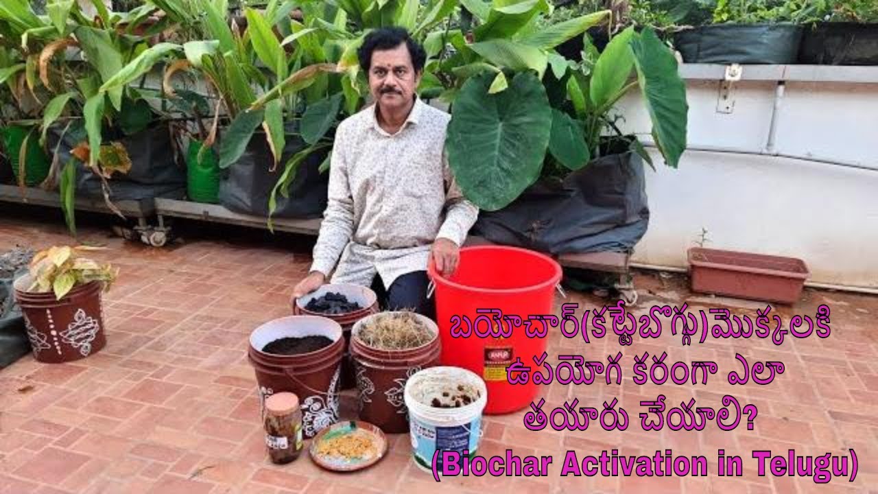 బయోచార్ మొక్కలకి ఉపయోగ కరంగా ఎలా తయారు చేయాలి? How to prepare Biochar for garden