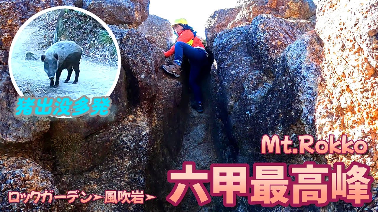 ６歳娘が六甲最高峰を目指すも猪出現に大パニック