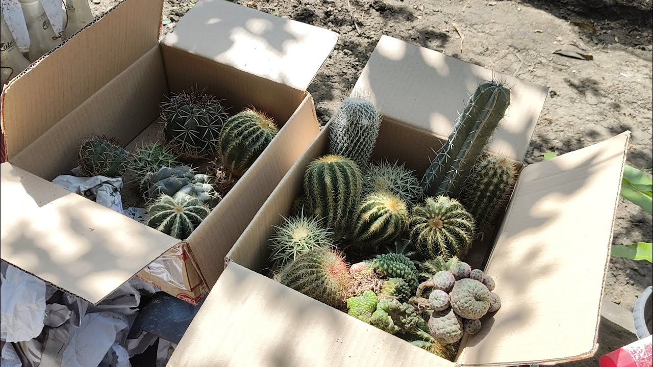 Lots of cacti added in my collection!