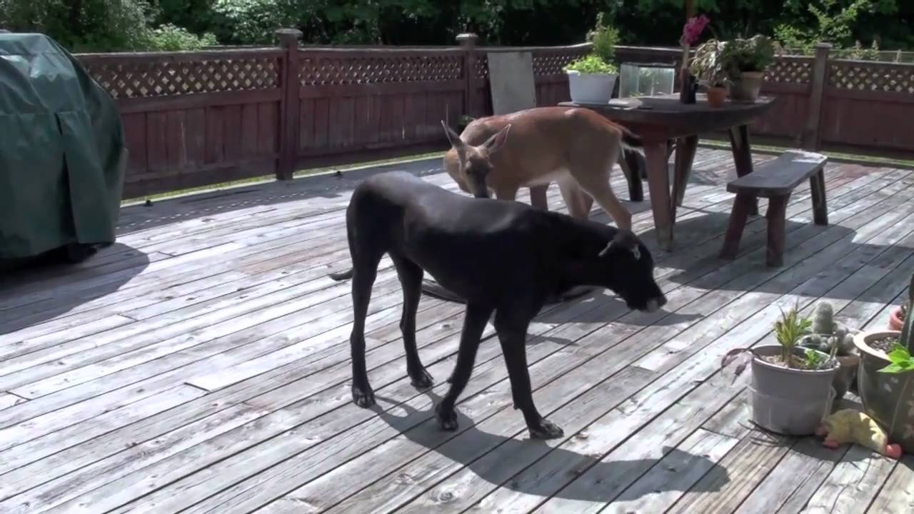 DOG AND DEER, STILL IN LOVE.....