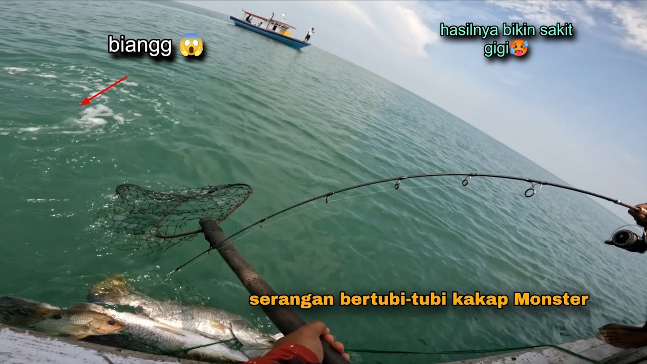 Gilaa!! Strek bertubi-tubi barramundi monster  😱