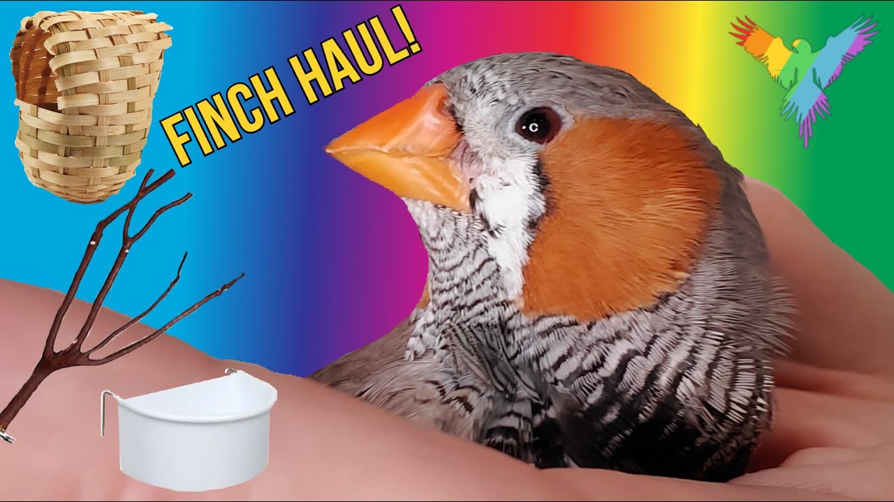 I WENT SHOPPING FOR MY SMALLEST BIRDS | MARLENE MC'COHEN