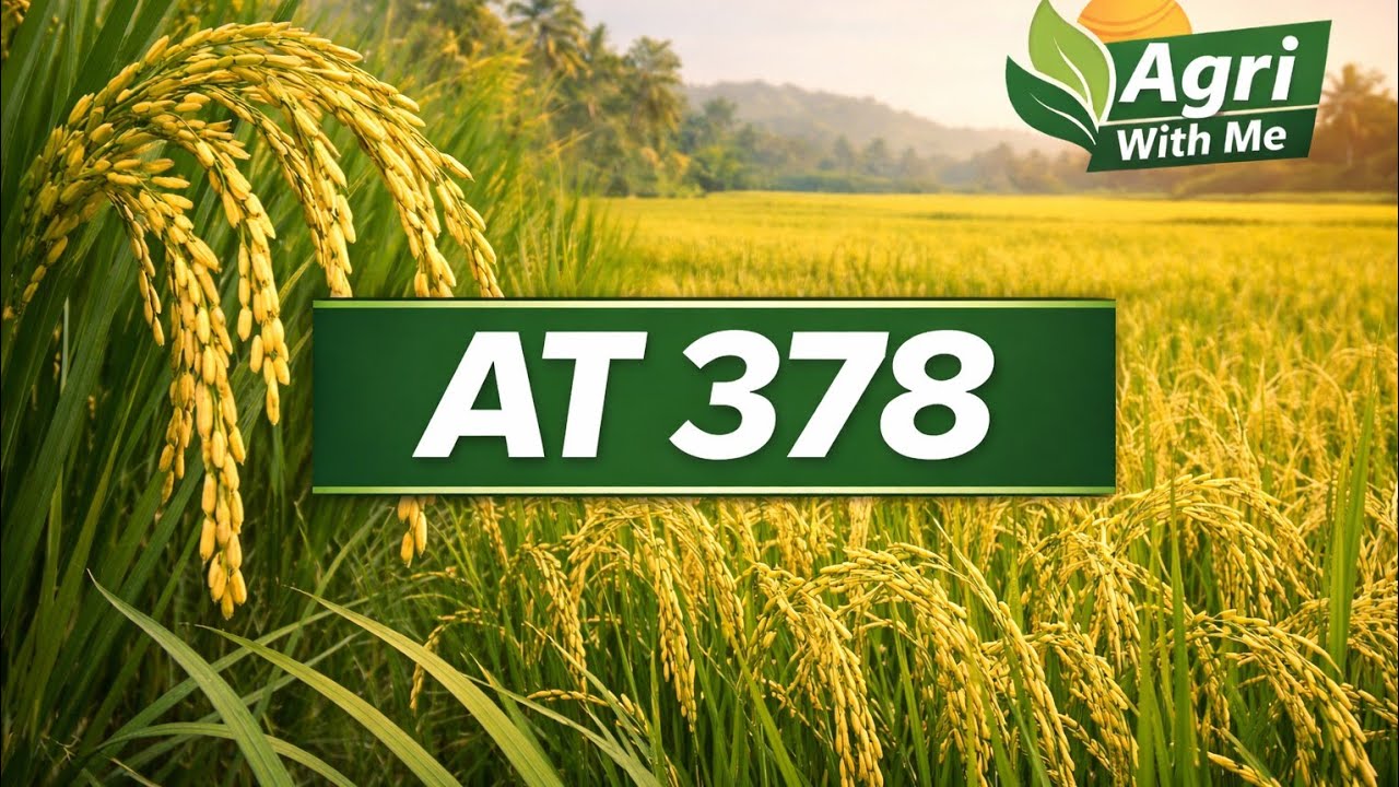 உச்ச விளைச்சல் தரும் நெல் இனம் AT 378             @biofarmingtamil1797 