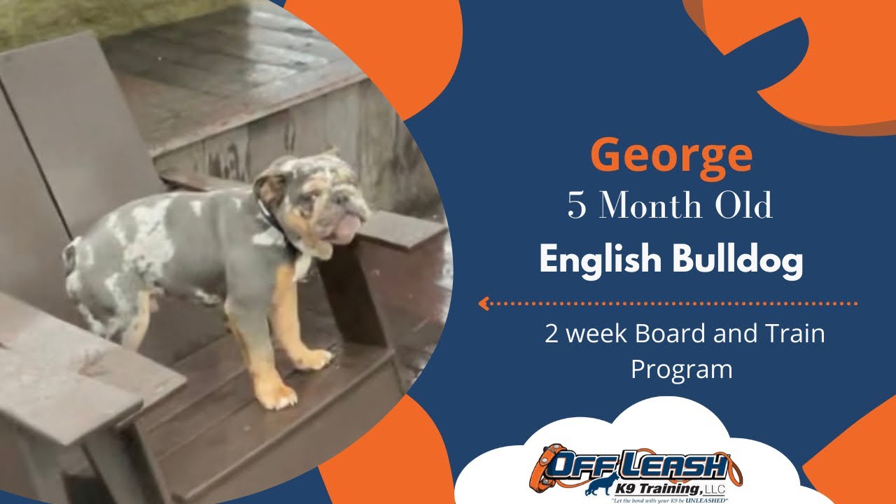 St. Louis Dog Trainers - 5 Month Old English Bulldog