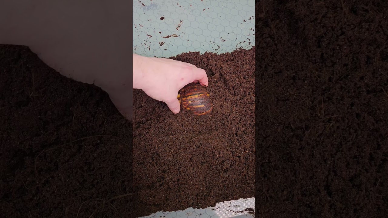Świeżo związek jaja slimaka afrykańskiego Archachatina marginalata ovum albino body 🐌