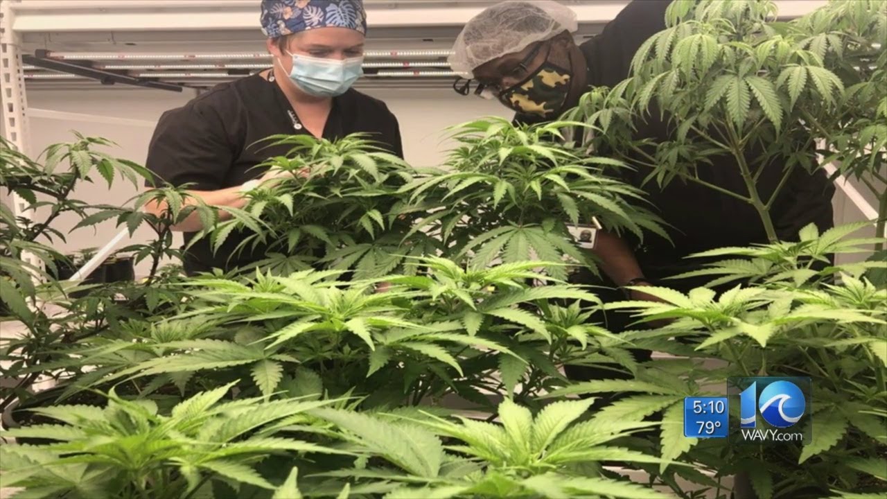 Things are growing --- literally --- at Hampton Roads' first medical marijuana dispensary