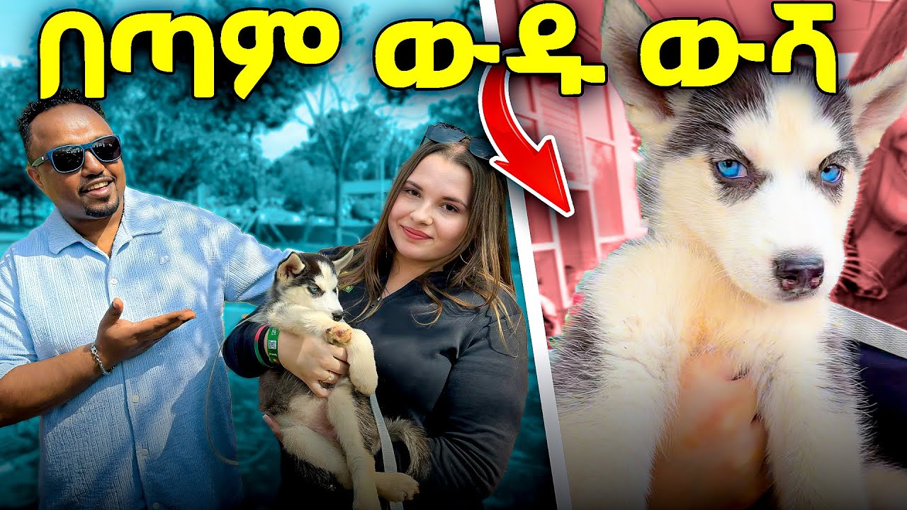 🛑 በጣም ውዱን ውሻ ገዛሁት ዋጋወን አታምኑም husky