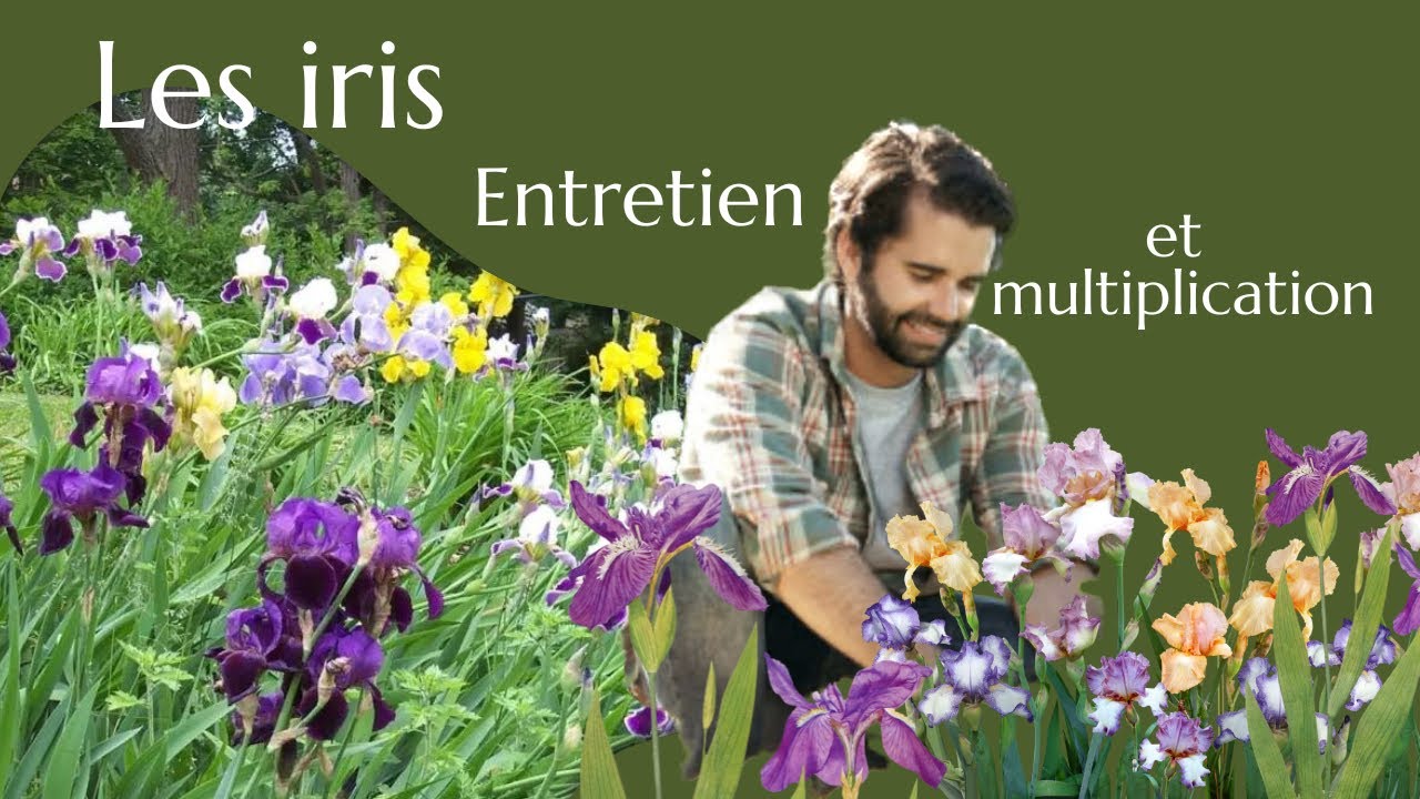Entretenir , planter et diviser les iris