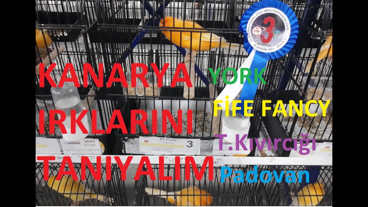 Kanarya Irklarını Tanıyalım(Yorkshire,Fife Fancy,Türk Kıvırcığı,Padovan)
