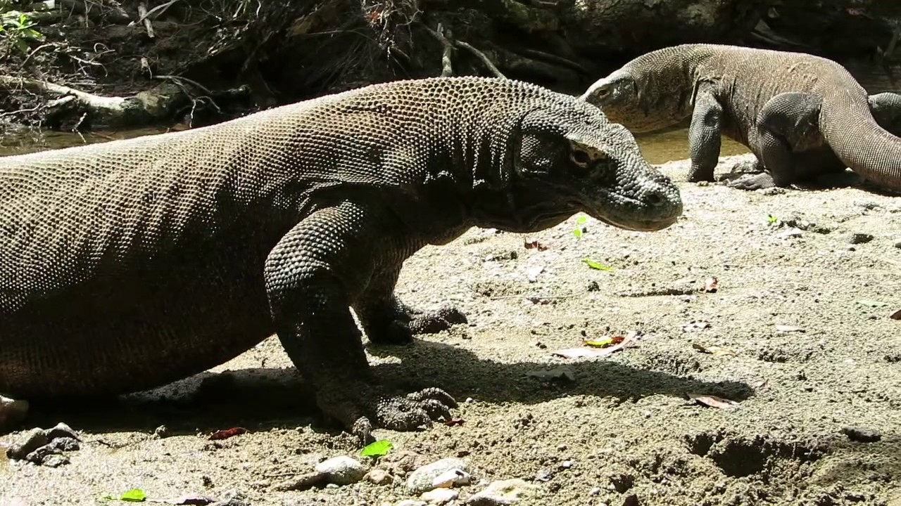 Komodo Dragons - visiting the Rinca Island