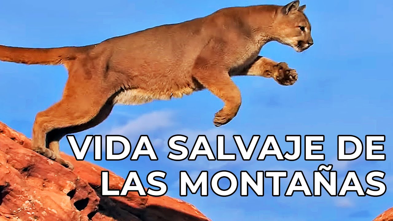 El Mundo Salvaje: Las Montañas Americanas | Free Documentary Nature -  Español