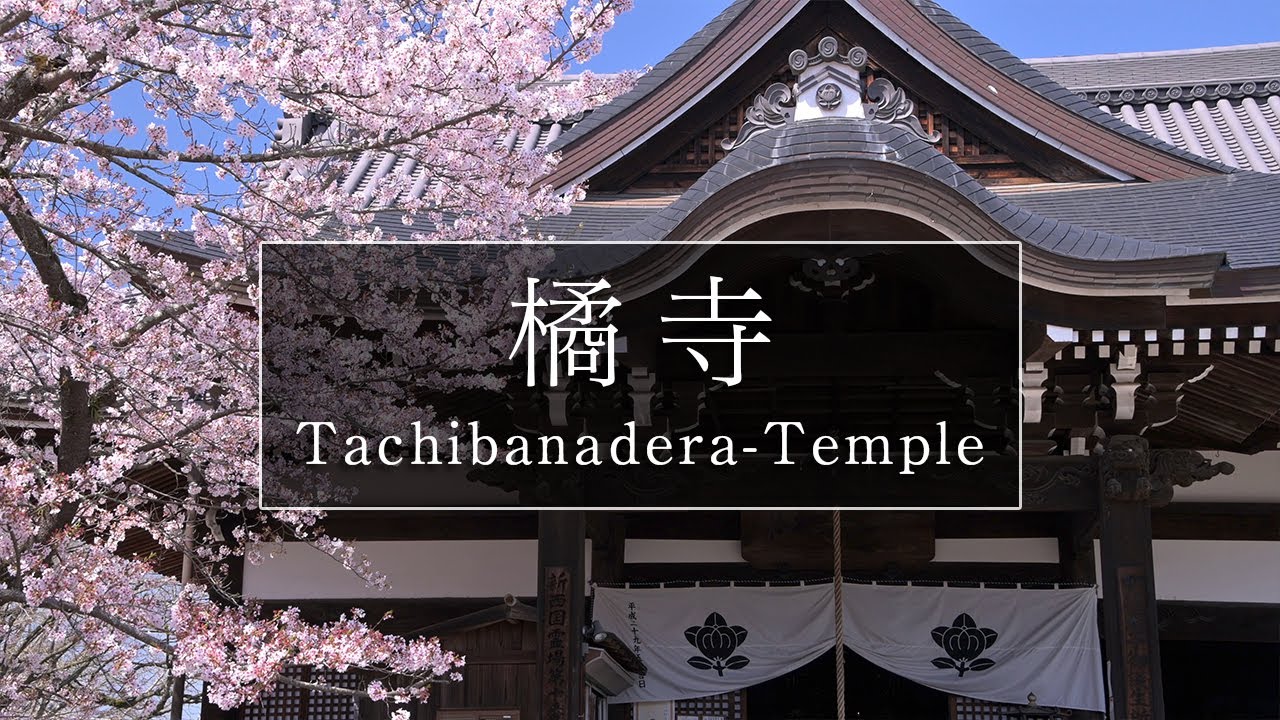 桜が綺麗な聖徳太子ゆかりのお寺「橘寺」｜奈良観光コンシェルジュが明日香村のお寺をご紹介：Tachibanadera-Temple in Asuka Village｜Nara