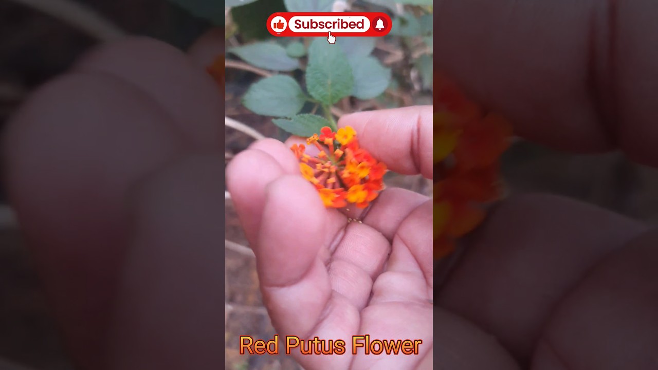 Red Putush Flower #putush #putusflower #flowers #flowergarden #flowergardentour