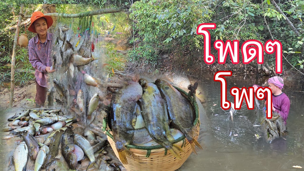 โพดโพ มาเจอวังปลา!! ปลาเนื้ออ่อนมีแต่ตัวใหญ่ๆสวยๆ!! 5 พ.ย 69 หมานๆครับ