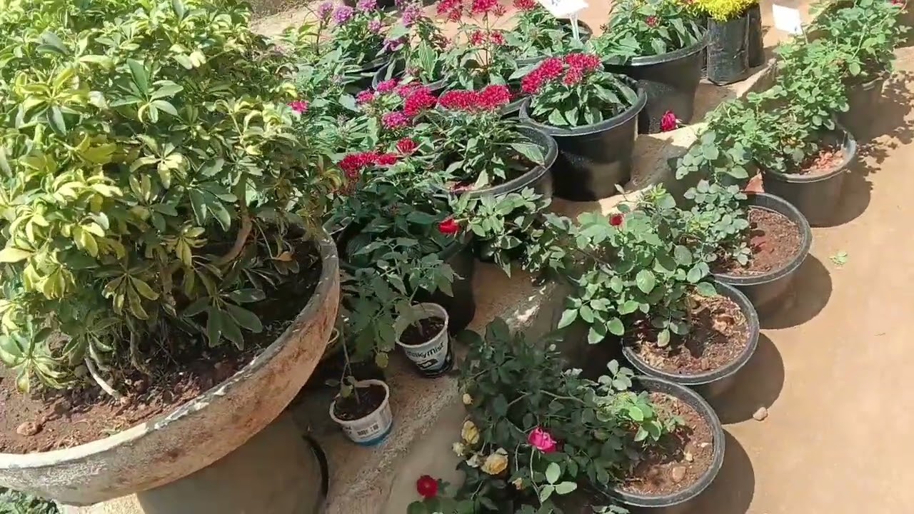 പൂക്കളും ചെടികളും ഇഷ്ടപ്പെടുന്നവരുണ്ടോ എന്റെ പോലെ 🥰🥰🥰