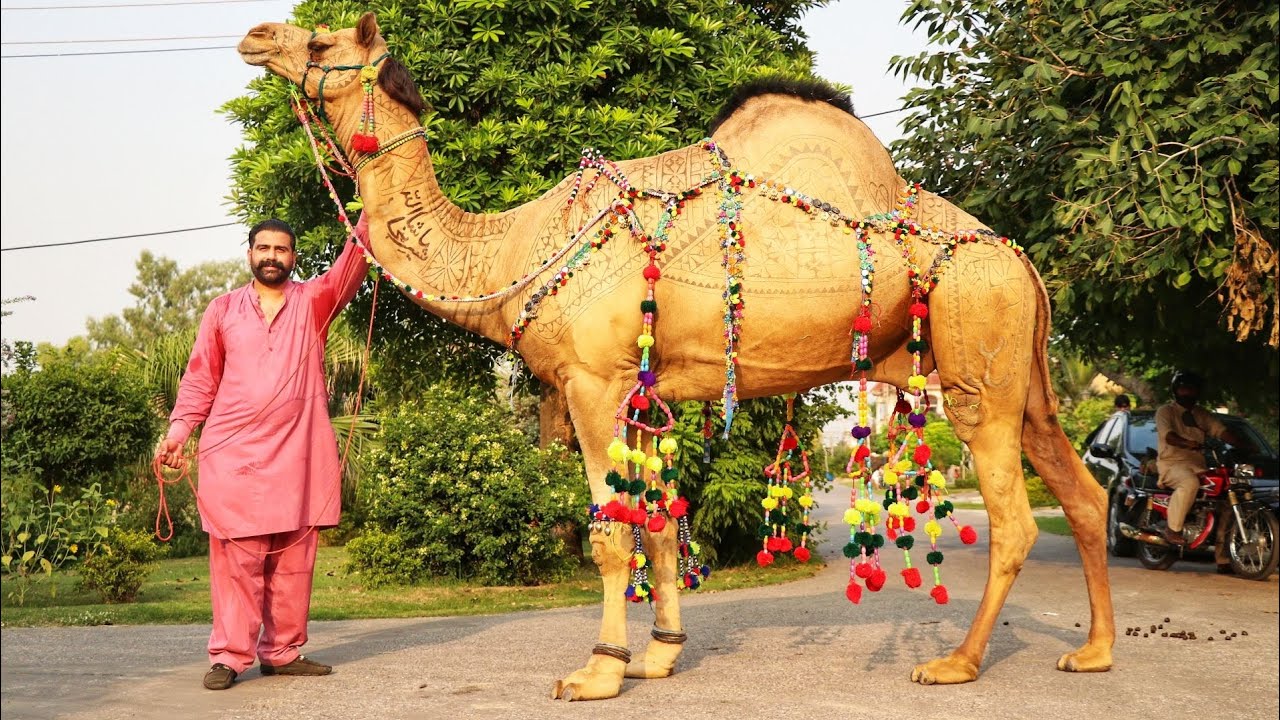 SHER E PUNJAB HEAVIEST CAMELS for Qurbani Eid 2020 in Gujranwala - Bakra Mandi Pakistan