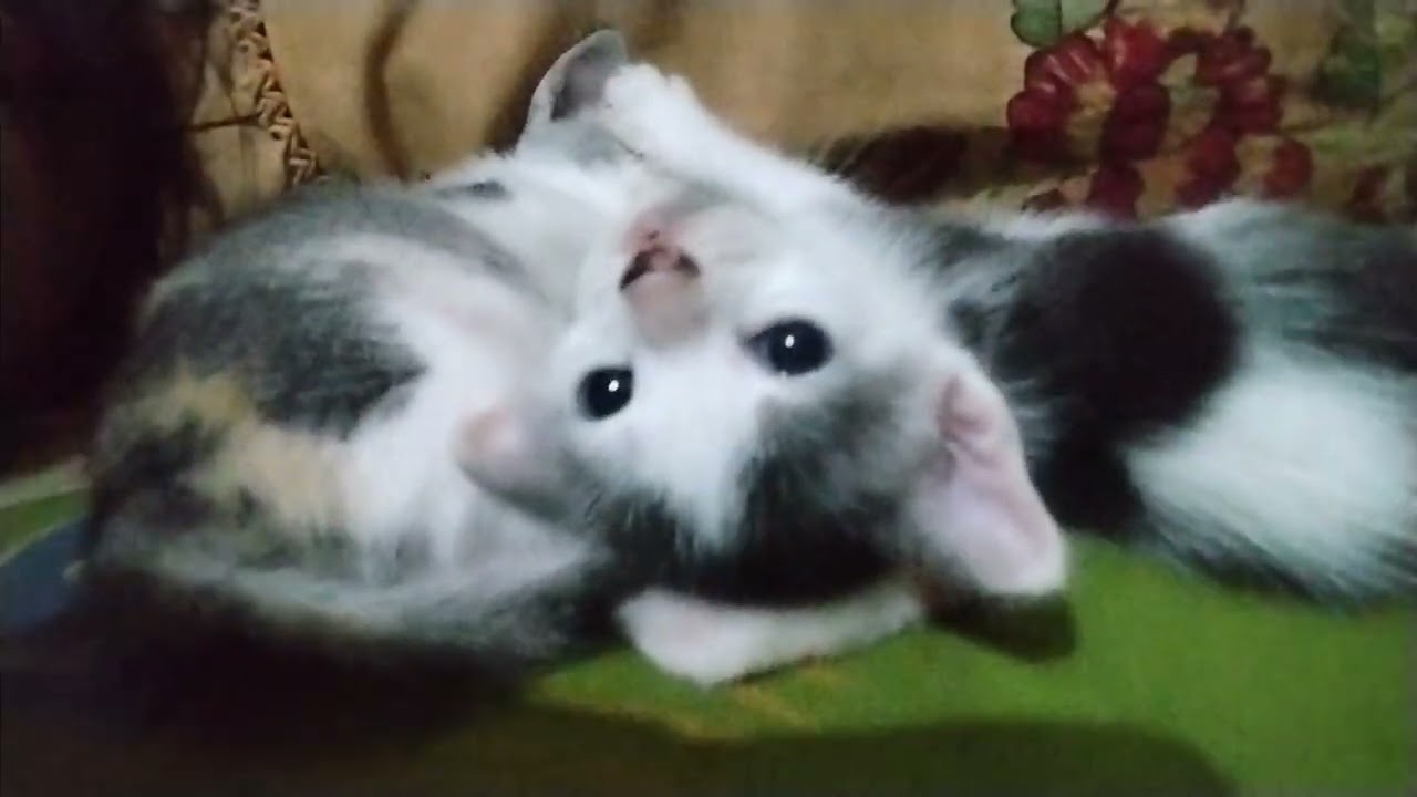 Vlog perdana Ello dan Ella🤣