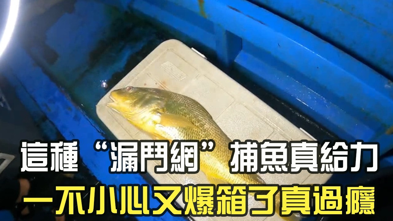 阿牛又去海上進貨，這種“漏鬥網”捕魚真給力，壹不小心又爆箱了真過瘾#阿牛愛捕魚#趕海  #捕魚  #蘇裏南