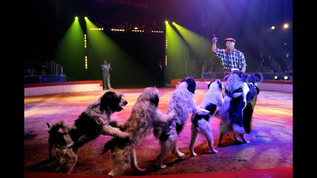 La Grande Fête Lilloise Du Cirque fête ses 25 ANS ! - WOLFGANG LAUENBURGER