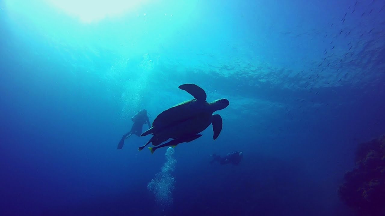 Diving Coraya Bay 3, Coraya Divers Marsa Alam 11/2014