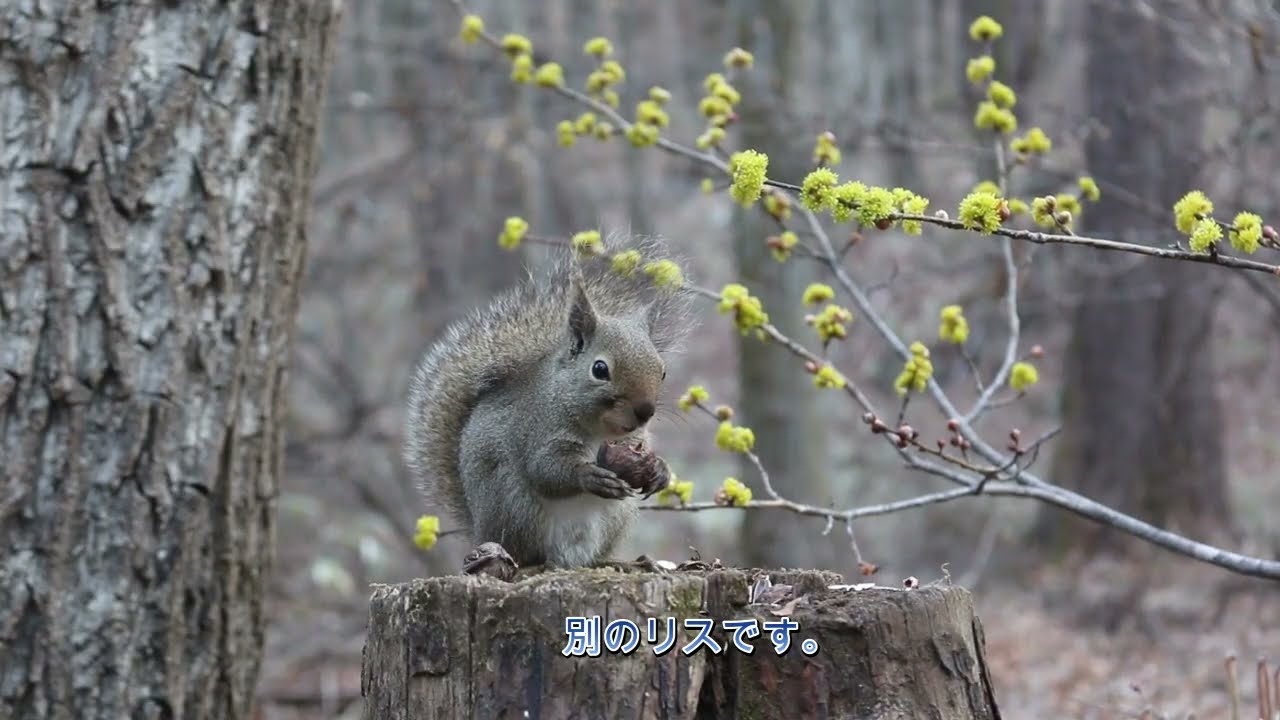 今日のニホンリス　３月１８日