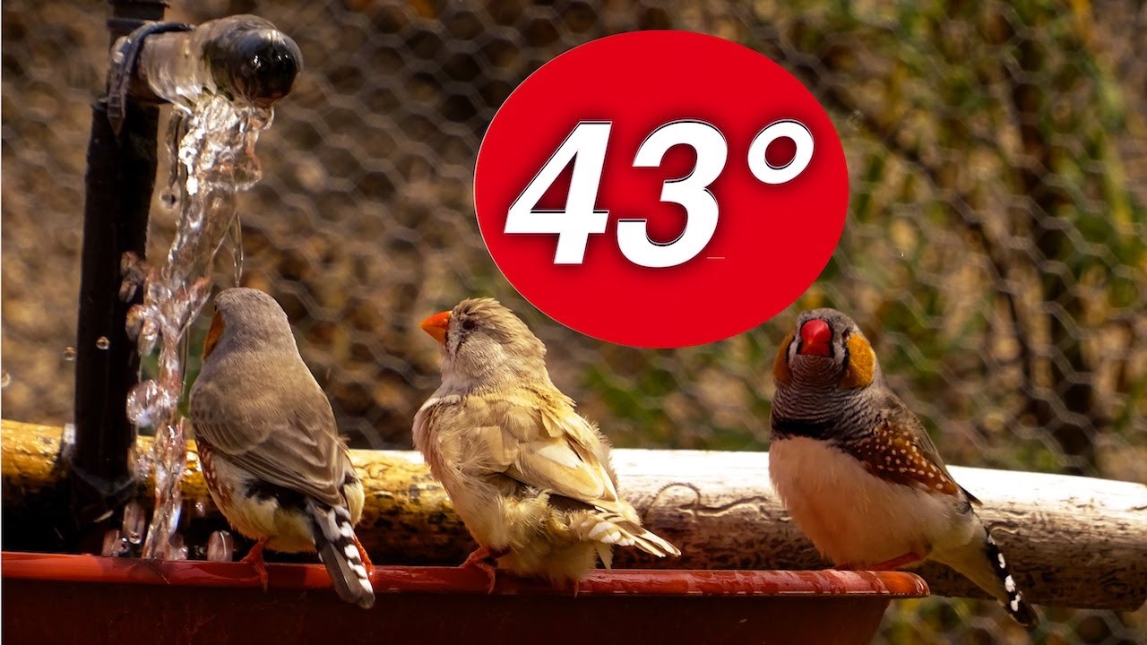 Ziervögel in Voliere bei 43 Grad im Schatten (Außenhaltung)