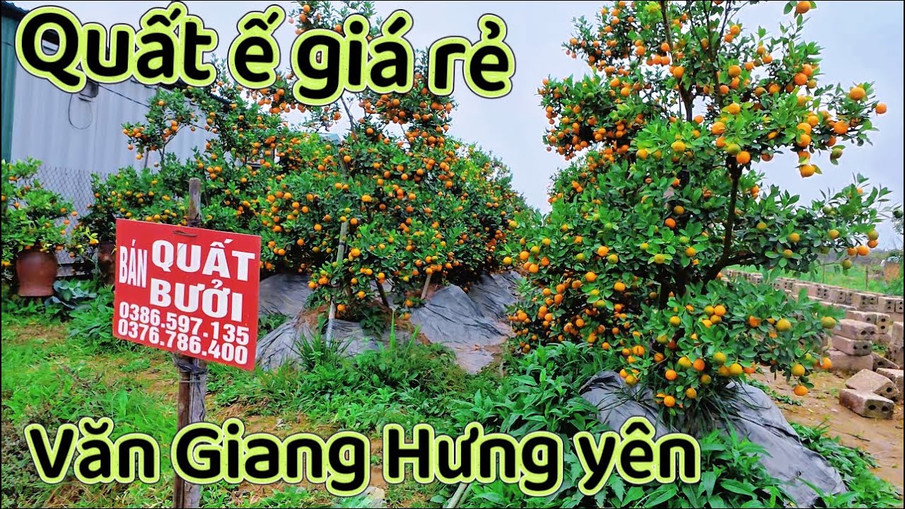 Quất Tết 2026 văn Giang Hưng yên 