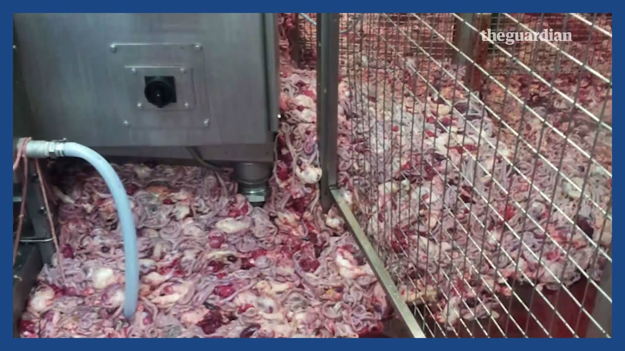 Sick chicken: the dirty truth about food and the UK&rsquo;s poultry industry | Guardian Investigations