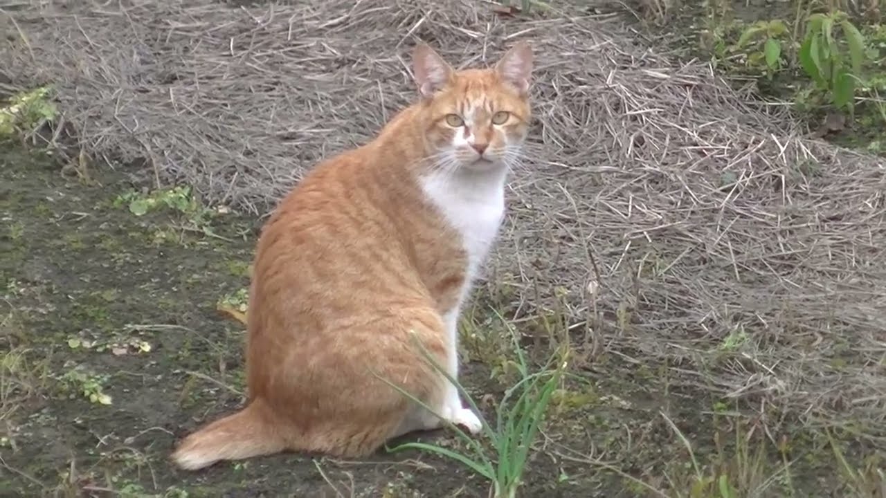 野良猫の優雅なひととき　2018年10月15日