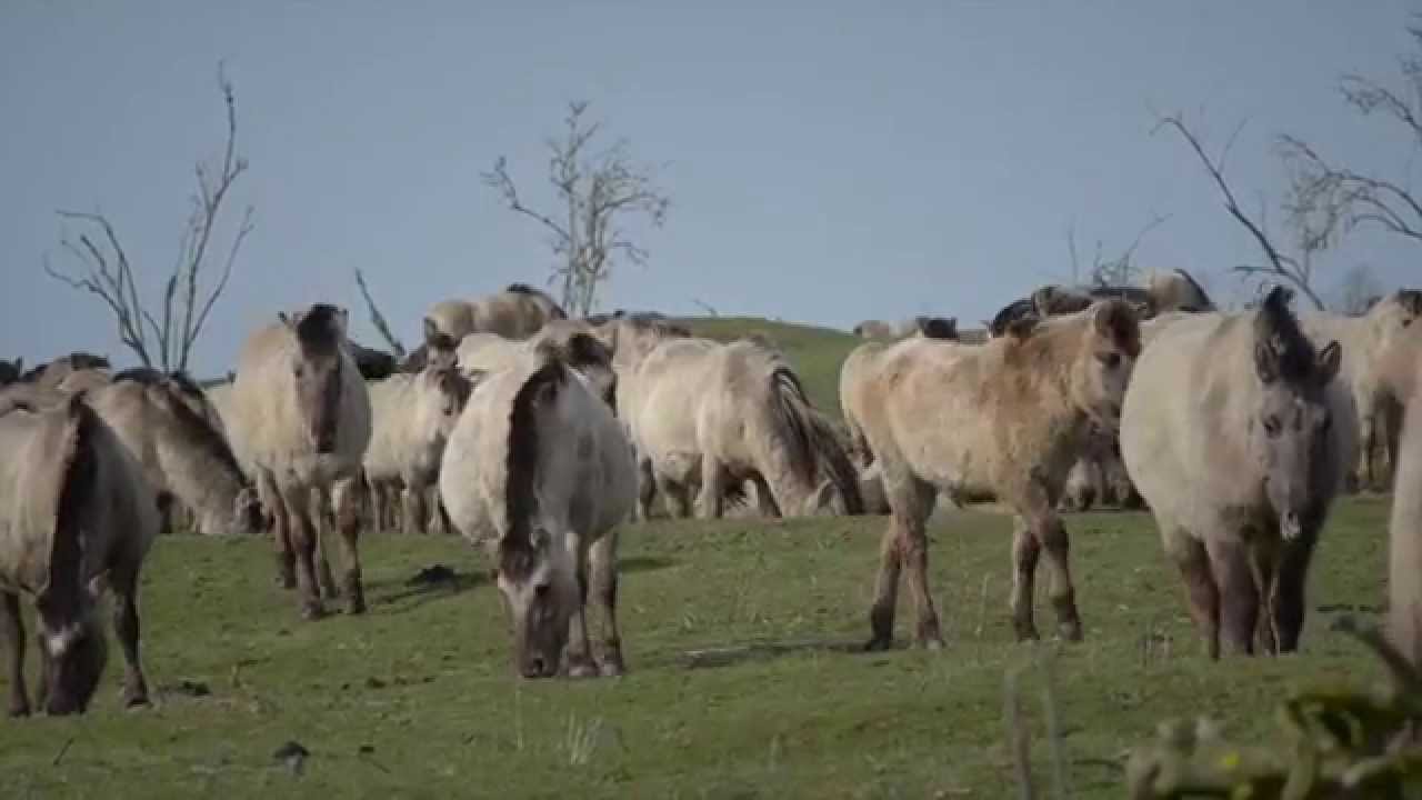 Reportage over Konikpaarden in Oostvaardersplassen