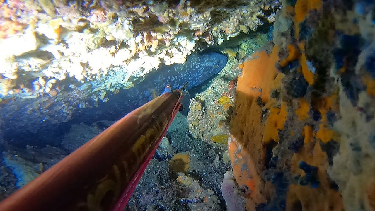 Pescasub: CERNIE e CERNIONI (8 catture)