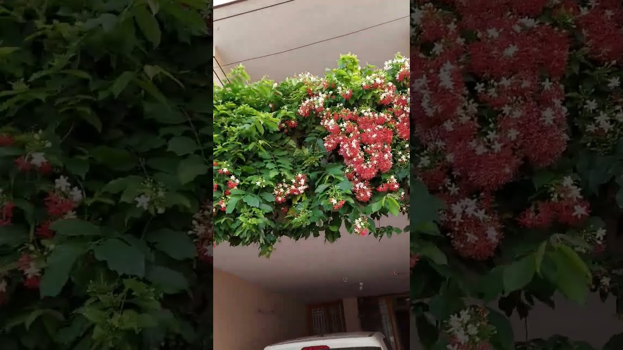 Rangoon Creeper Multi Petal at Home Garden. #garden #gardening #terracegarden #gardener #homegarden