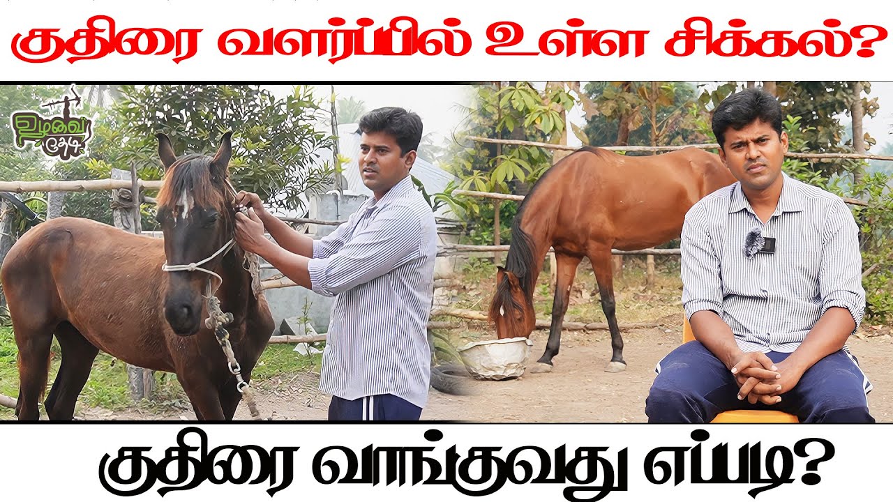 குதிரை வளர்க்க எவ்வளவு செலவாகும் ? எப்படி வாங்குவது? #horse #horseriding #horses #horselover