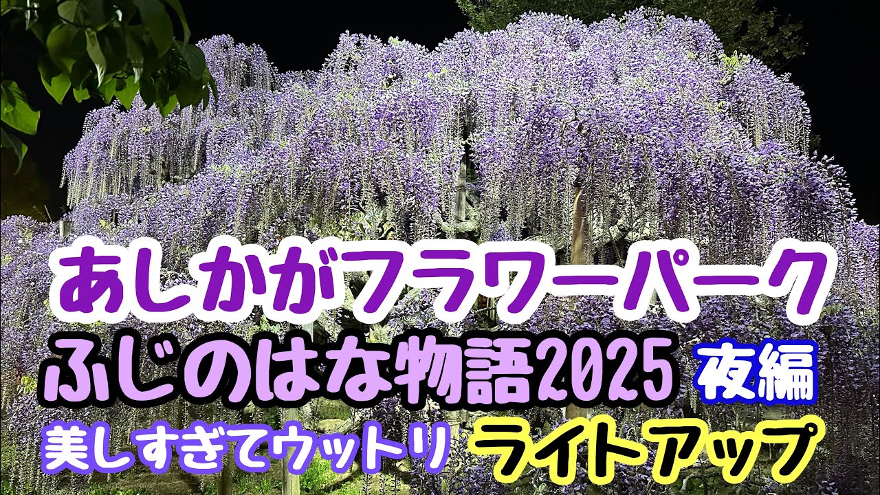 2025年4月21日 あしかがフラワーパーク 夜の部ライトアップ！ふじのはな物語 美しすぎて感動